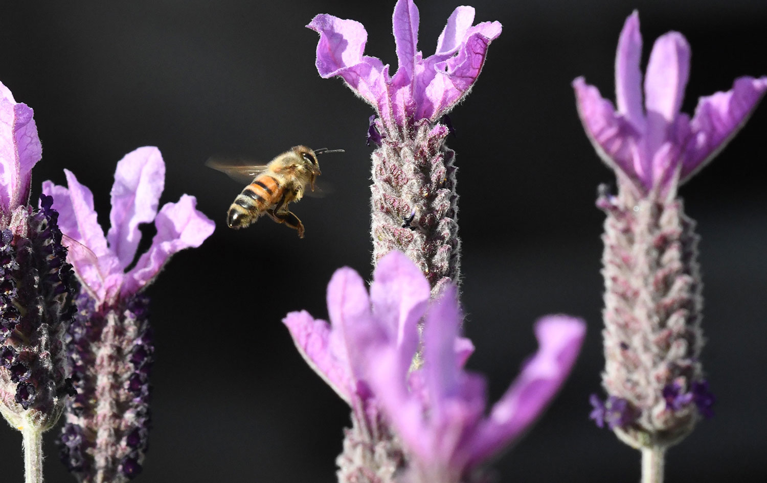 A bee hovers among purple flowers