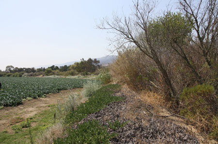 Image of habitats next to a broccoli field