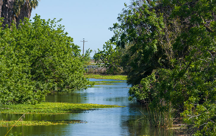 Wetland restoration helps California combat climate change | Our ...