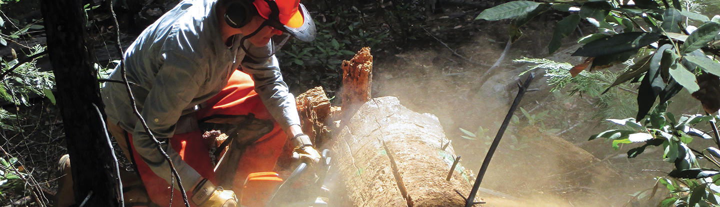 Forestry student cutting timber