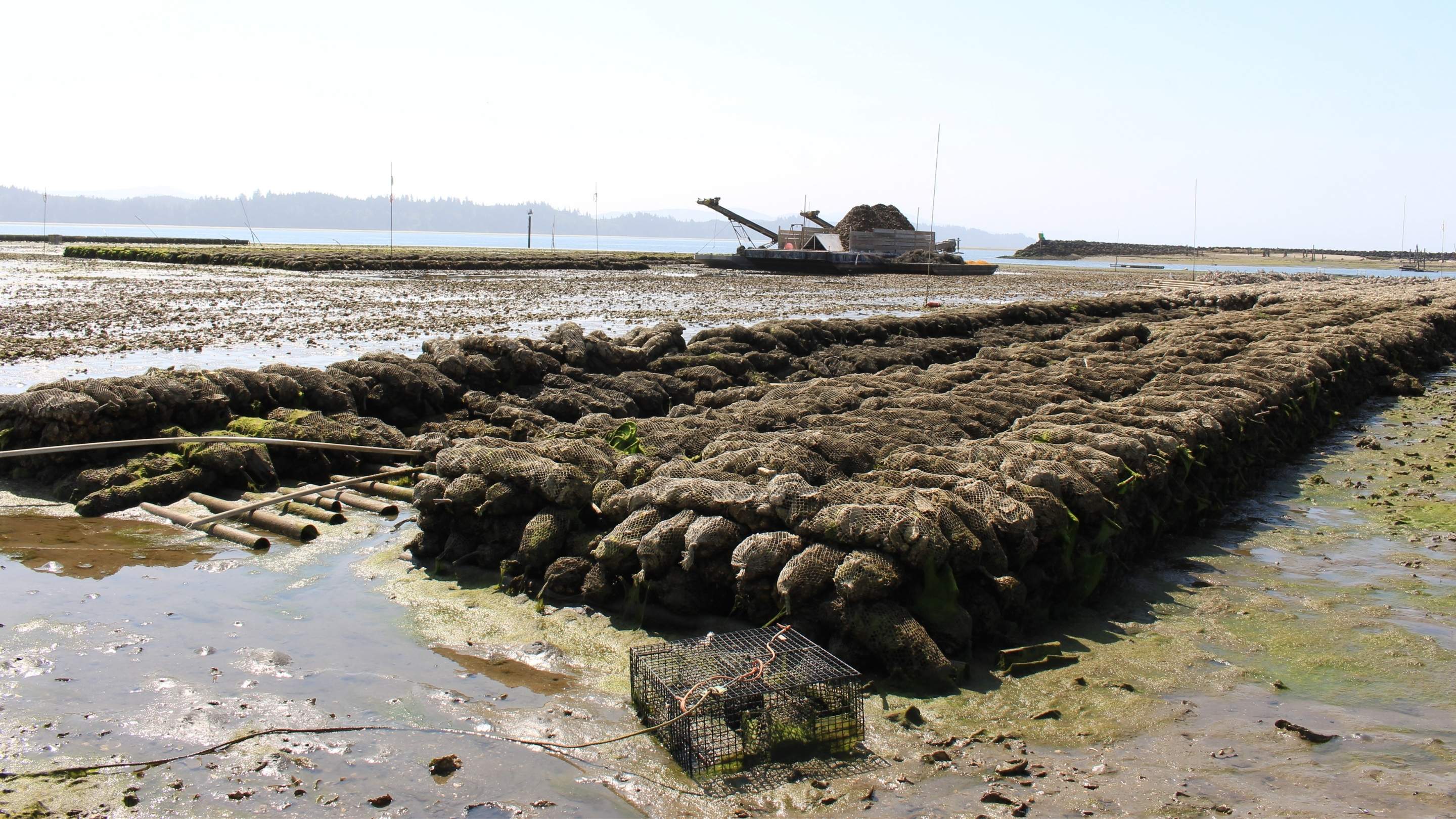 Green crabs in a net