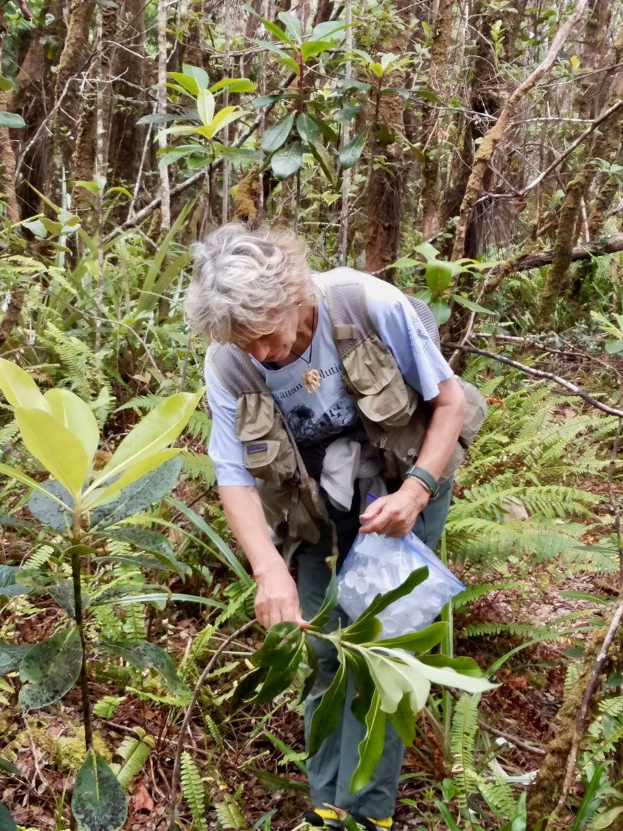 A photo of a woman in a forest examining a plant