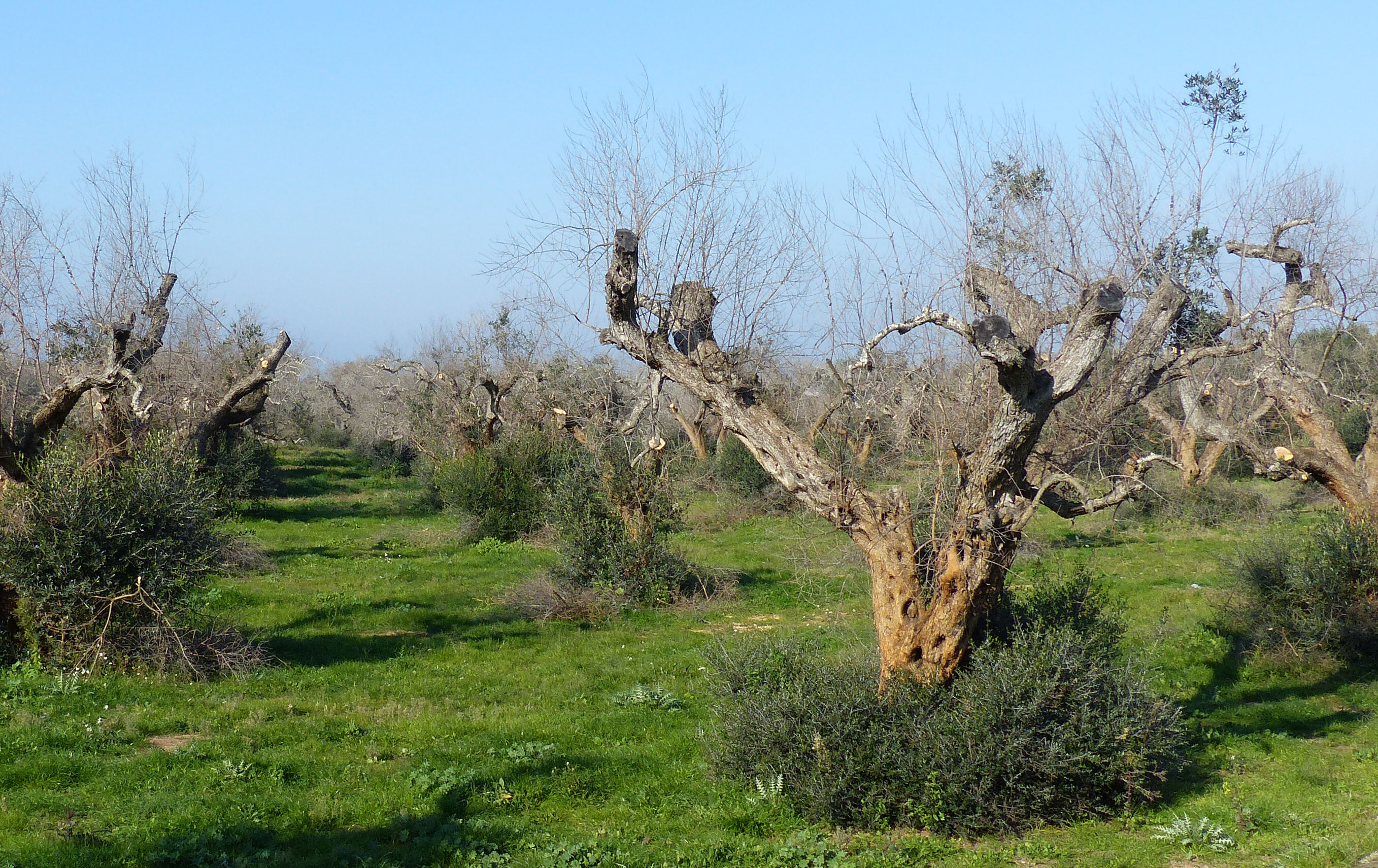An orchard of olive trees infected by Xylella fastidiosa.