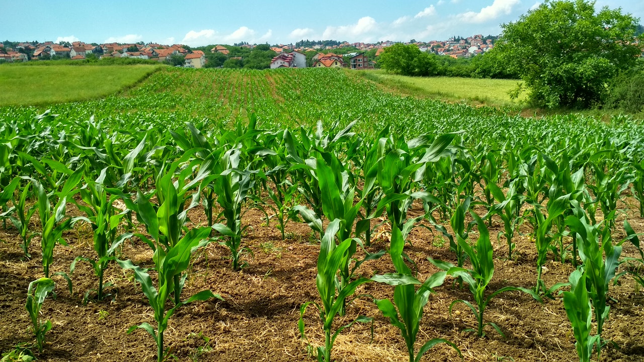 Photo of crops. 