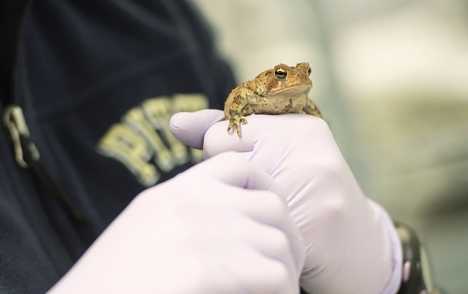 Frog resting in gloved hinds