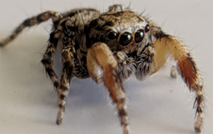 Close up of jumping spider