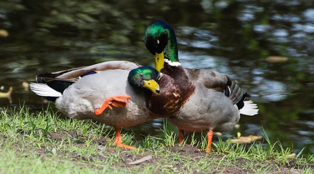 Two male mallard ducks by a pond