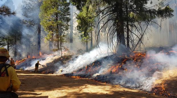 Image of prescribed burning in forest 