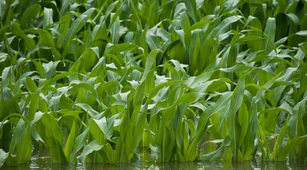 Image of maize leaves in water