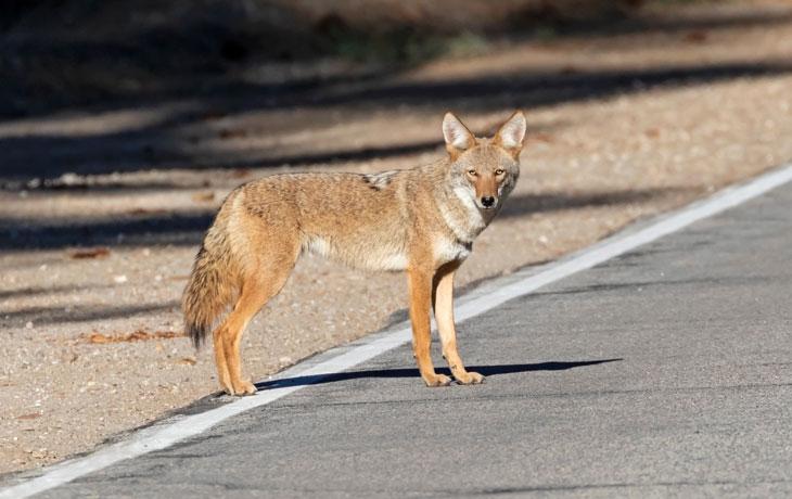 Adobe stock image of coyote in California mountains