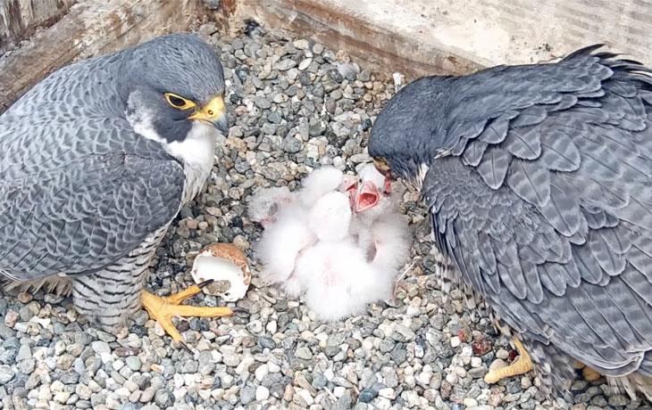 A photo of two grey birds standing above four smaller chicks.