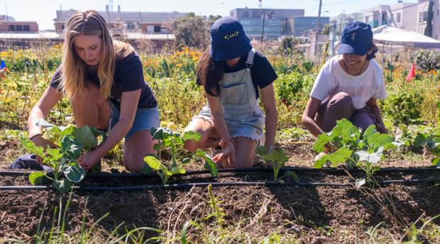 Three students tend to row crops at the Oxford Tract garden in Berkeley.