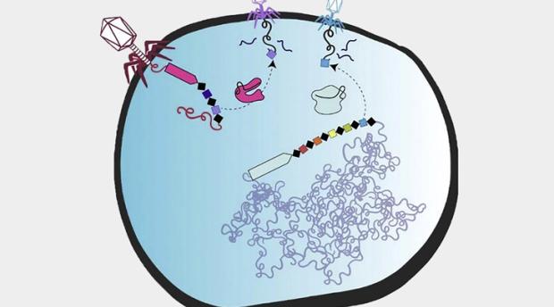 Scientific illustration of CRISPR-based genome-editing tools in viruses.