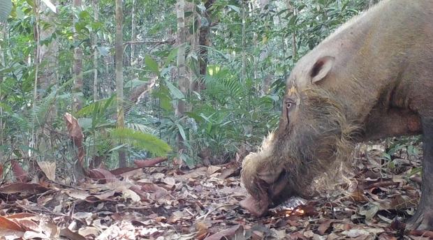 A bearded pig in profile in the forest