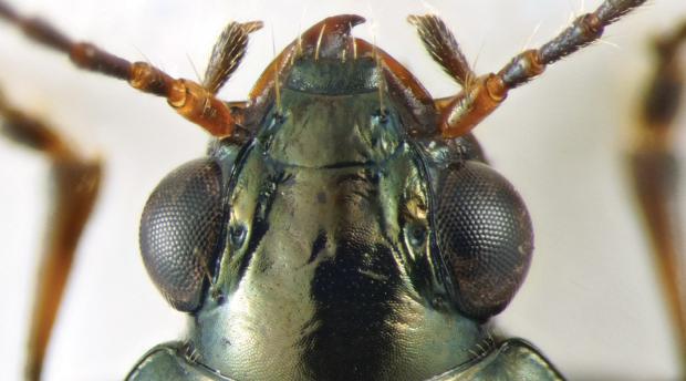 Upclose Image of Beetle Head