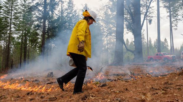 Person applying fire in the forest.