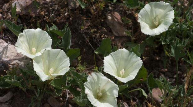 Calystegia subacaulis flower 