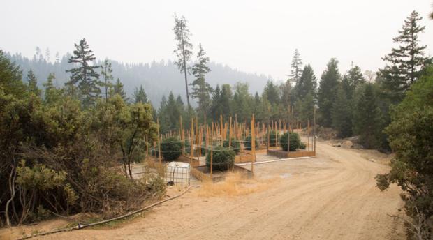 A photo of cannabis crops growing in wooden planters by an unpaved road.