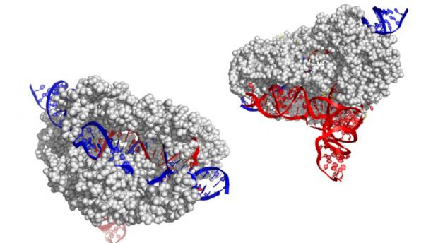 The CasX gene editor, smaller than CRISPR editing
