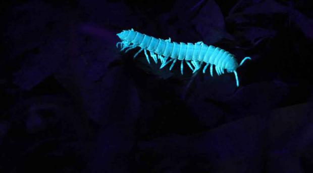 A millipede glows blue under a UV light 