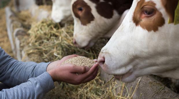 Animal feed for the cow in the hands of person. 