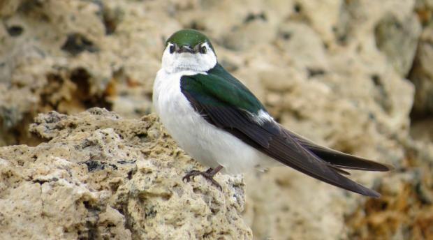 Violet-green swallow (bird with white chest and green wings with brown tips) standing on a rock.