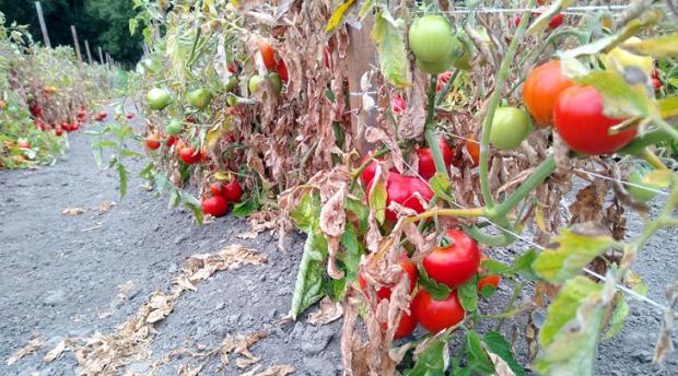 Image of dry tomatoes