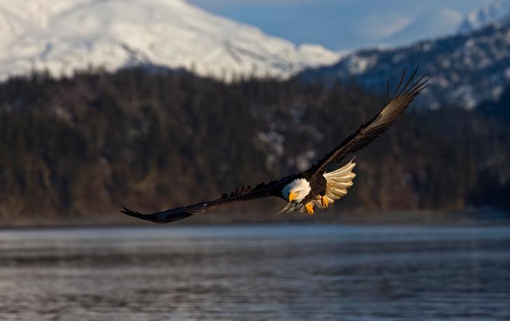 A bald eagle flies over a body of water with snow-covered mountains in the background.