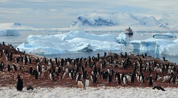 A group of penguins. 