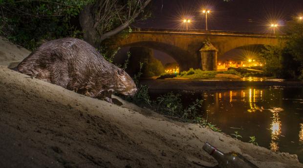 A European beaver approaches a river in an urban area at night