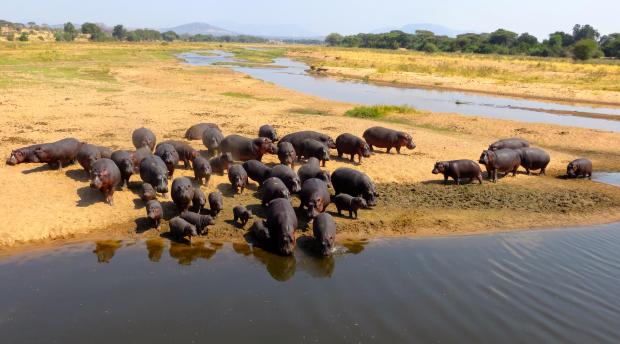 Hippos gather in a river