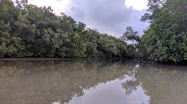 Mangrove landscape