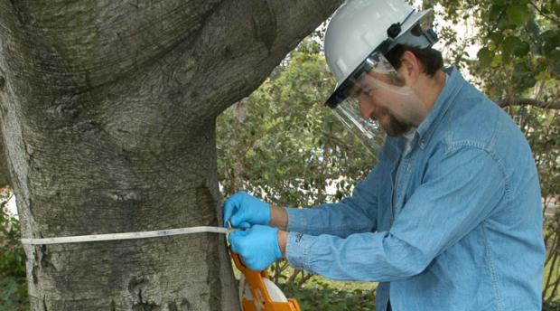 A man measures a tree