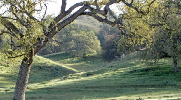 Landscape of grassy hills and oak trees