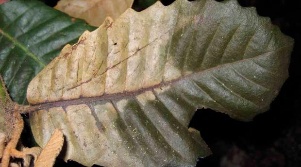 Large leaf, yellowed at the bottom. 