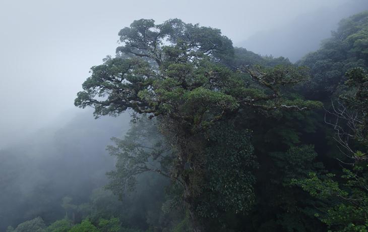 Canopy 