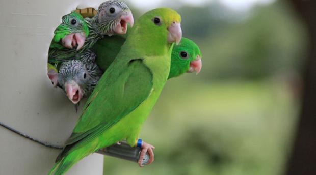 Image of a green-rumped parrotlet widow and her nestlings