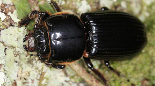 Photo of a beetle. 