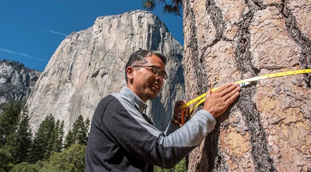 Patrick Gonzalez taking a measurement of a tree in Yosemite National Park