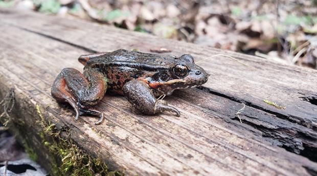 A red legged tree frog on a piece of wood