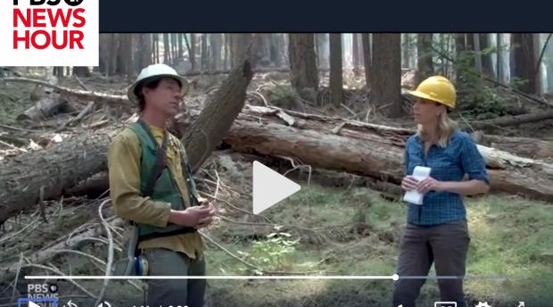 Screenshot of PBS News Hour segment: two people talking in a forest