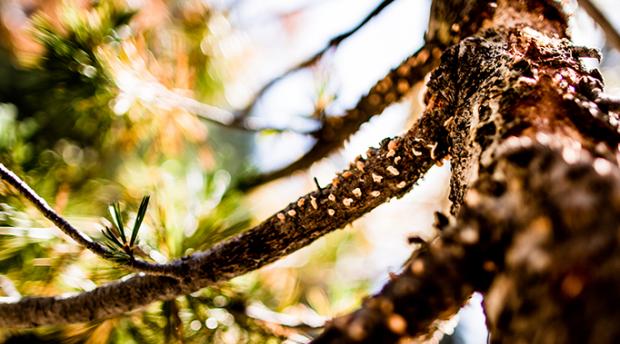 Spores of Blister Rust disease on a pine tree