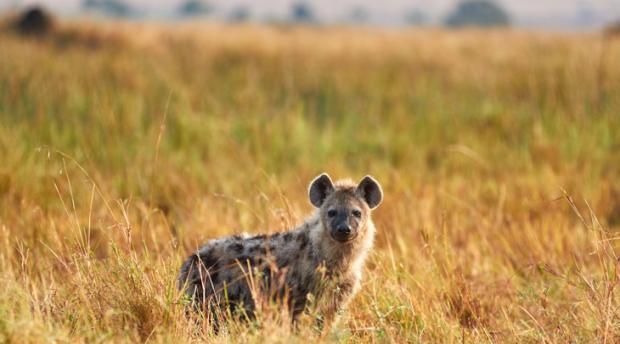 thumbnail of hyena in prairie 