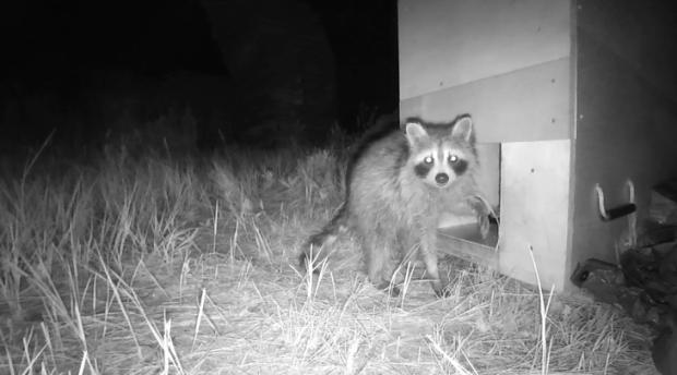 Black and white nocturnal camera capturing a raccoon staring at it while trying to go into a box with a hole.