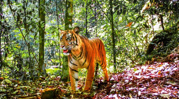A tiger poses for a camera trap in Sumatra.