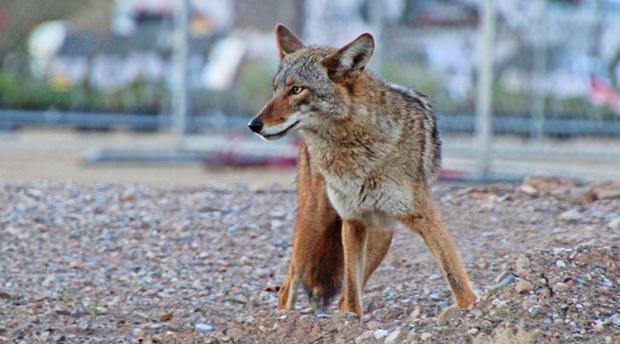 Coyote in city.