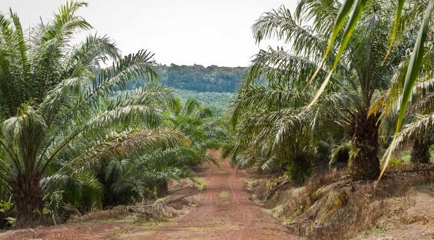 View from oil palm trees to Pasoh Research Forest