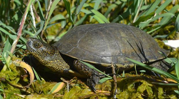 A close-up side-profile shot of a Western pond turtle 