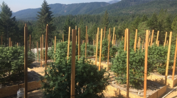 Outdoor farm grown cannabis