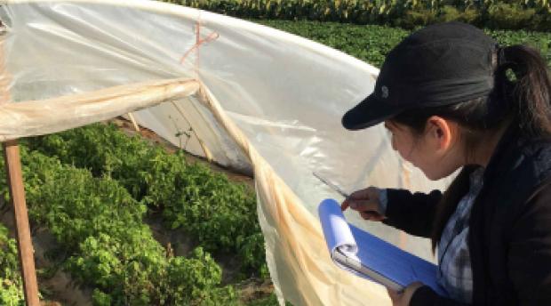 a researcher checks on the growth of plants in a greenhouse